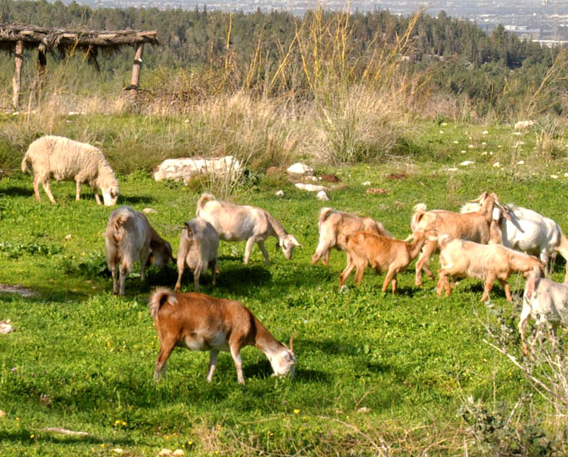 Goats and sheep grazing