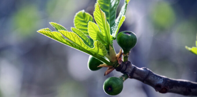 Young figs