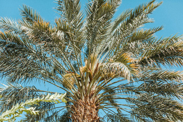 date palm