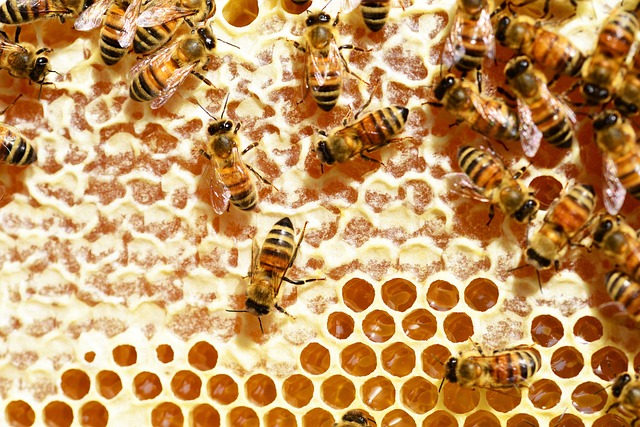 honey bees