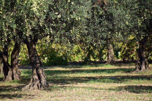 Olive grove