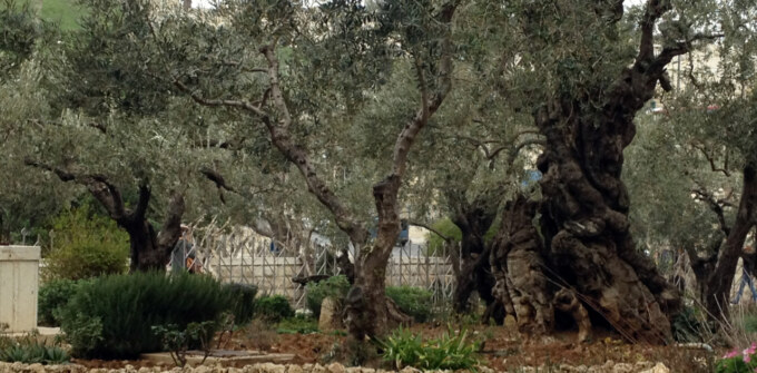 Gethsemane Trees