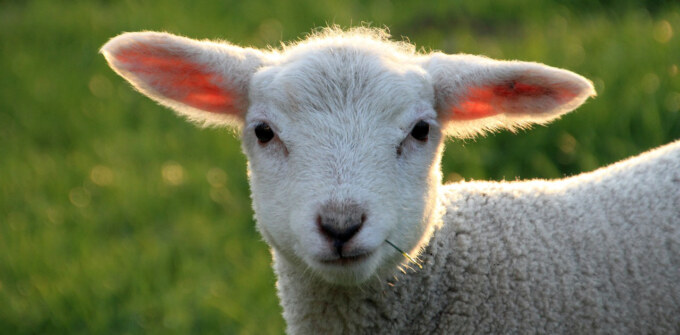 Passover lamb