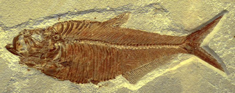 fish fossil